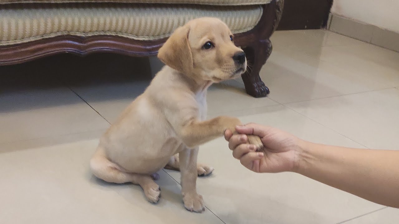 Labrador puppy training YouTube