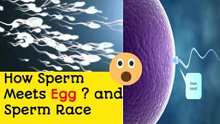 How Sperm Meets Egg ? and Sperm Race