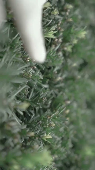 Blue (Da Ba Dee) LoVinc