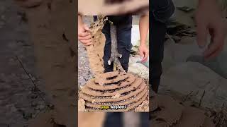 Eşek Arılarının İlginç Kovanı