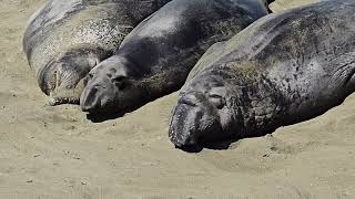 Elephant Seals Highway 1 Ca