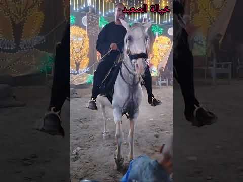 المدرب ياسر بخيت العبيدي وفرحة آل كيادة خيالة الصعيد 2025 حصان عربي اصيل