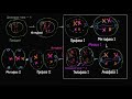Фазы мейоза II (видео 8)| Деление Клетки | Биология