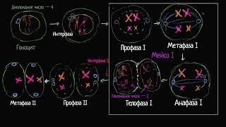 Фазы мейоза II (видео 8)| Деление Клетки | Биология