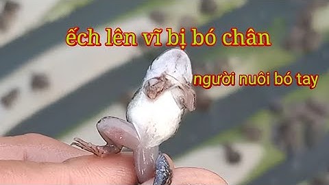 Nguyên Nhân Nòng Nọc Lên Vĩ Bó Chân Trước