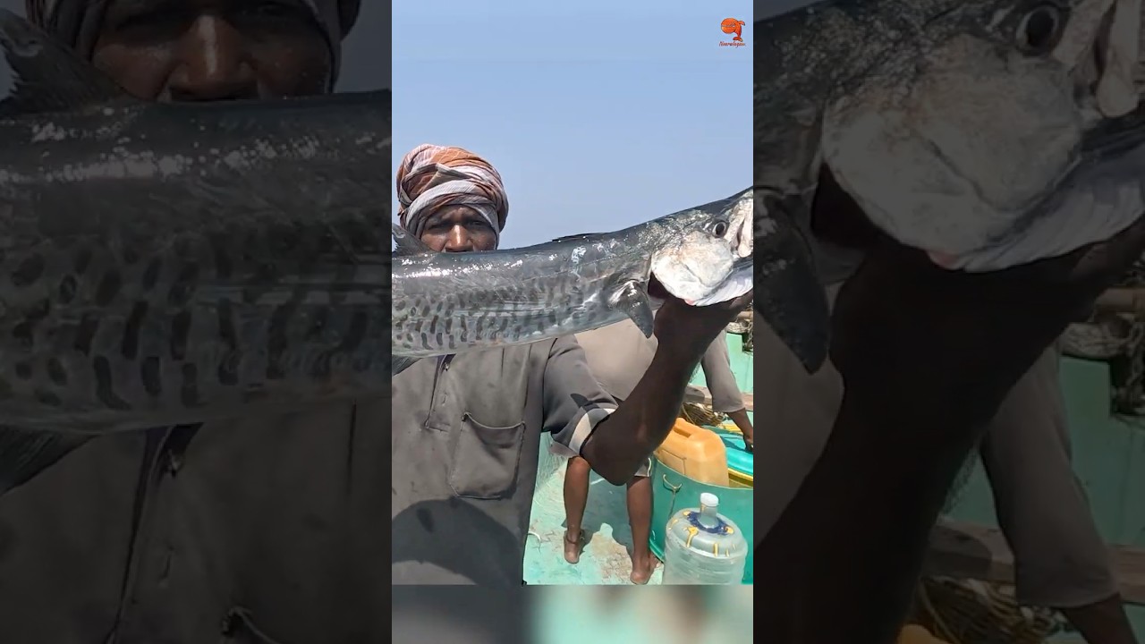 Catching King Fish Using Ribbon Fish as Bait 