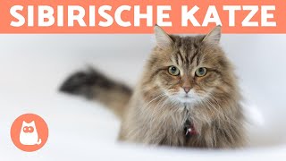 SIBIRISCHE KATZE  Charakter, Pflege und Gesundheit