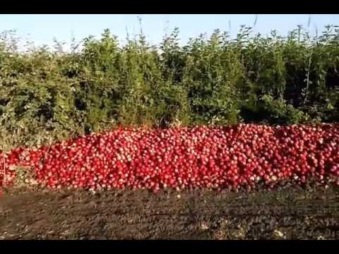 ყველამ ნახოს