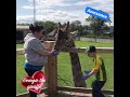 Feeding george the giraffe