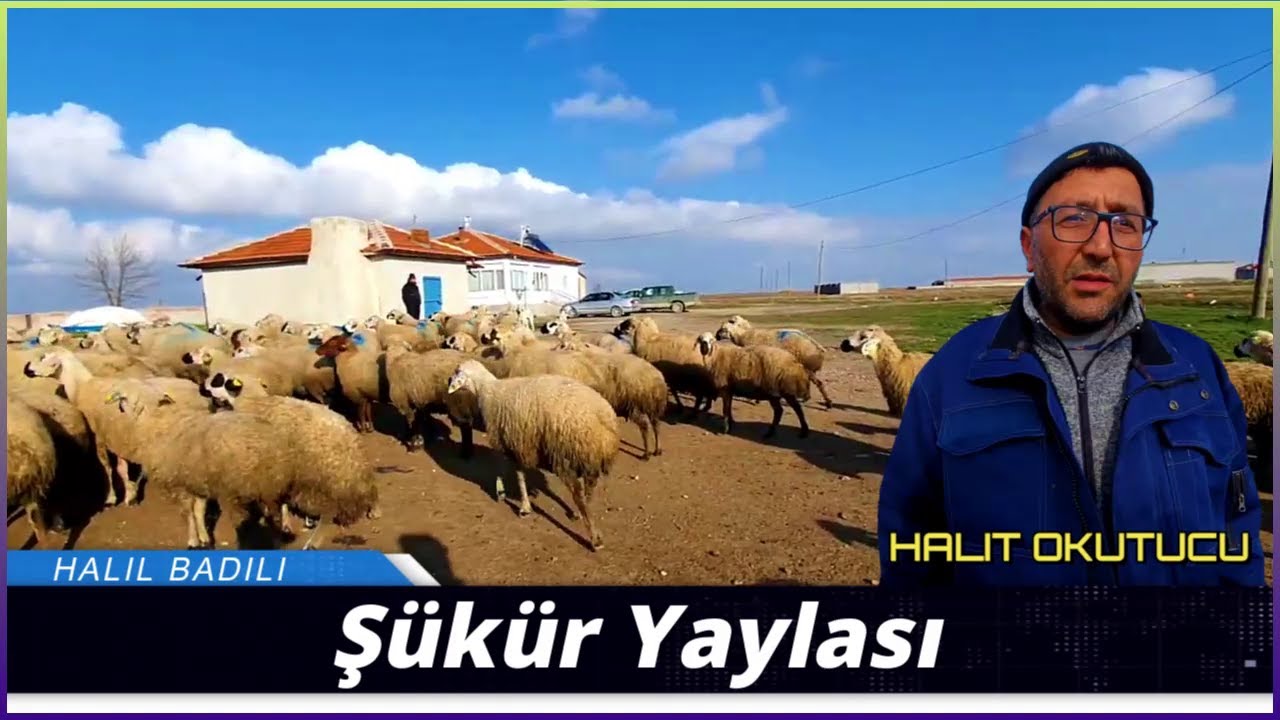 HALİT OKUTUCU➖Şükür Yaylası