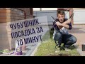 Кустарник чубушник. Посадка за 10 минут!