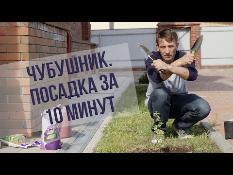 Видео: Засаждане и грижи за чубушник (17 снимки): отглеждане в Московска област и Сибир, на Урал и на други места в открито поле