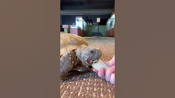 Will He Eat it? Apple🍎 or Banana🍌? - 🐢Gus the Gopher Tortoise #Shorts 2