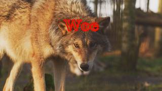 Woe