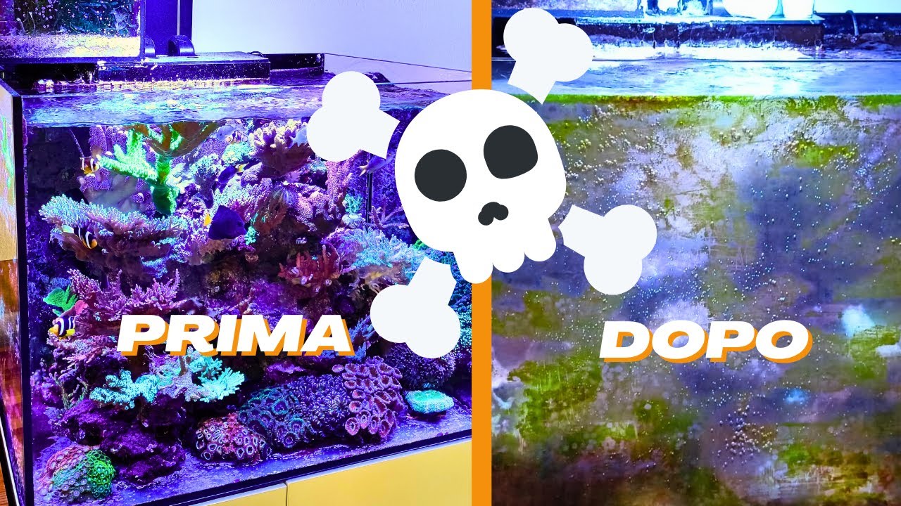 Morto tutto in acquario??? Com'è stato possibile?!!