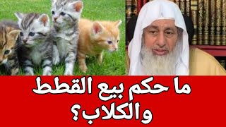 ما حكم بيع القطط الشيخ مصطفى العدوي