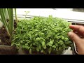 What I grow in my Window / Trip to my Window Garden / Home Garden / Home Baking