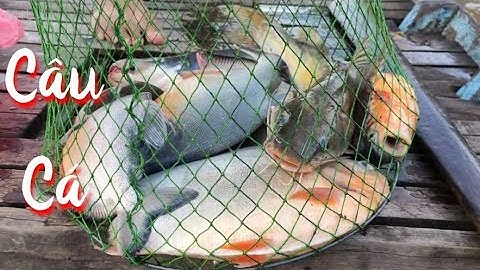 Anh Mỹ Vlogs - Câu Cá Nhà Bè | Quê Bác Tôn Đức Thắng