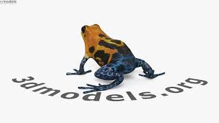 Poison Dart Frog 3D model by 3DModels.org