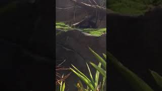 Gorillas drinking out of a cup