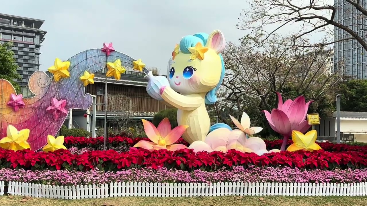月季花盛放@香蜜公園