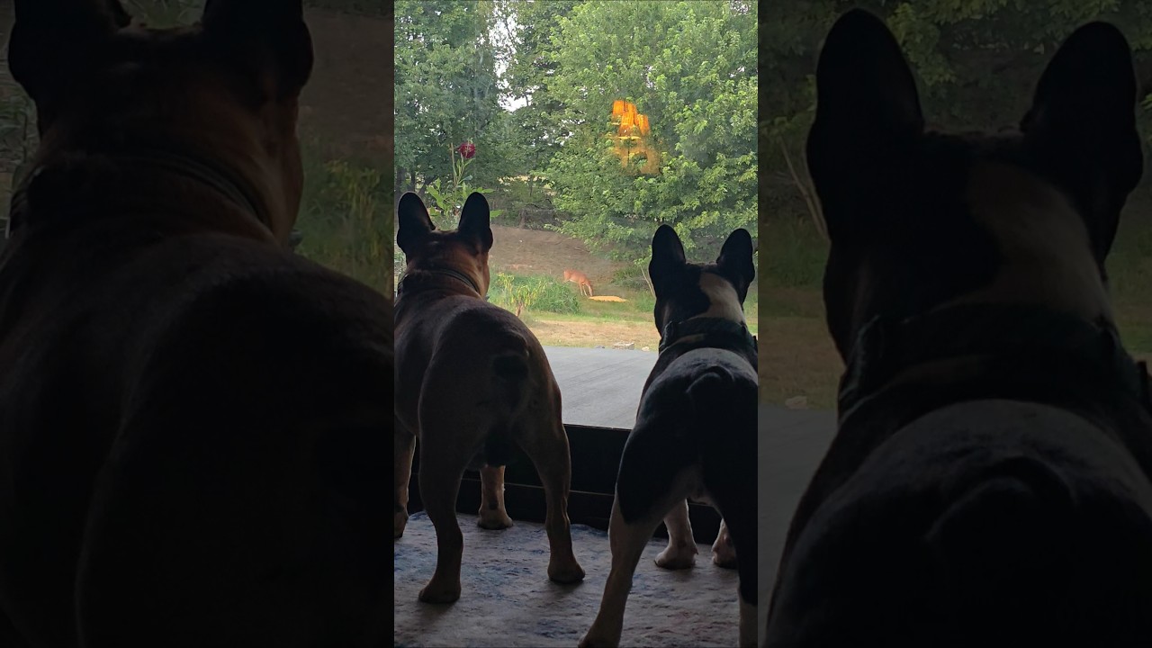 Frenchie butts #dogs #puppy #frenchbulldog #frenchie #dogsofinstagram #shorts