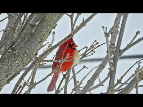 Rare half male, half female cardinal spotted in Pennsylvania
