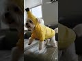 Cute Maltese wearing banana costume #pets #dogvideos #maltese #goodvibes #dog