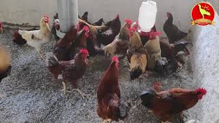 Galos Glz Para Venda, Franguinhas Com 7 Semanas, Últimos Galos Disponíveis Da Raça, Não Vem Mais