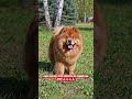 Chow Chow Dog – Lion Like Fluffy Guard Dog 🦁🐶 #shorts #ashishsaxena #shortsviral