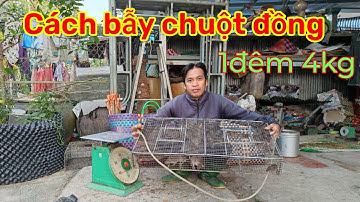 Bẫy chuột đồng vào mùa cắt lúa/dính thấy mà mê.../Tèo Ngố TV...