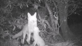 Our first fox family