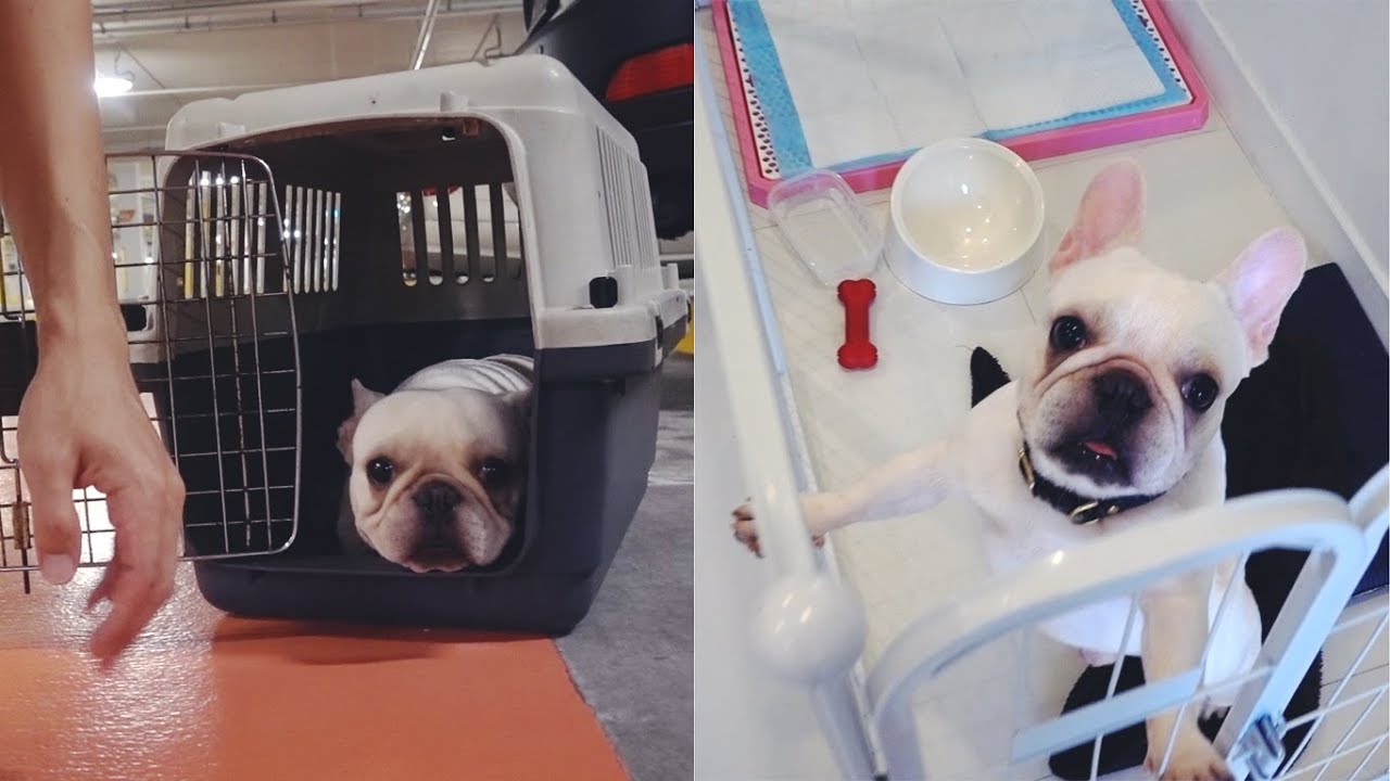 HOW TO BRING A NEW DOG HOME and CRATE TRAINING - Oliver released from quarantine!!!