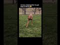 Keep Moving #dog #shorts #youtubeshorts