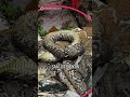 Piton Ditemukkan Nyangkut di Pompa Air, Bikin Banjir Bangkok 🐍 #shorts