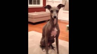 Italian Greyhound LOVES Cheese!