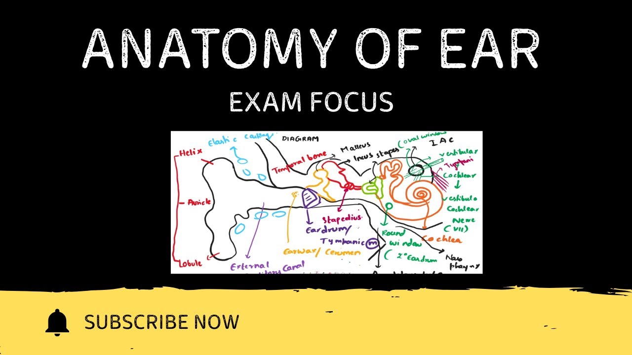Anatomy of Ear Explained in Detail | Exam Ready with Diagram | External, Middle & Inner Ear