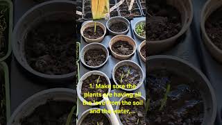 You have to know ✌️ things about growing food indoors 🌿 #gardening #homemade #youtubeshorts #youtube