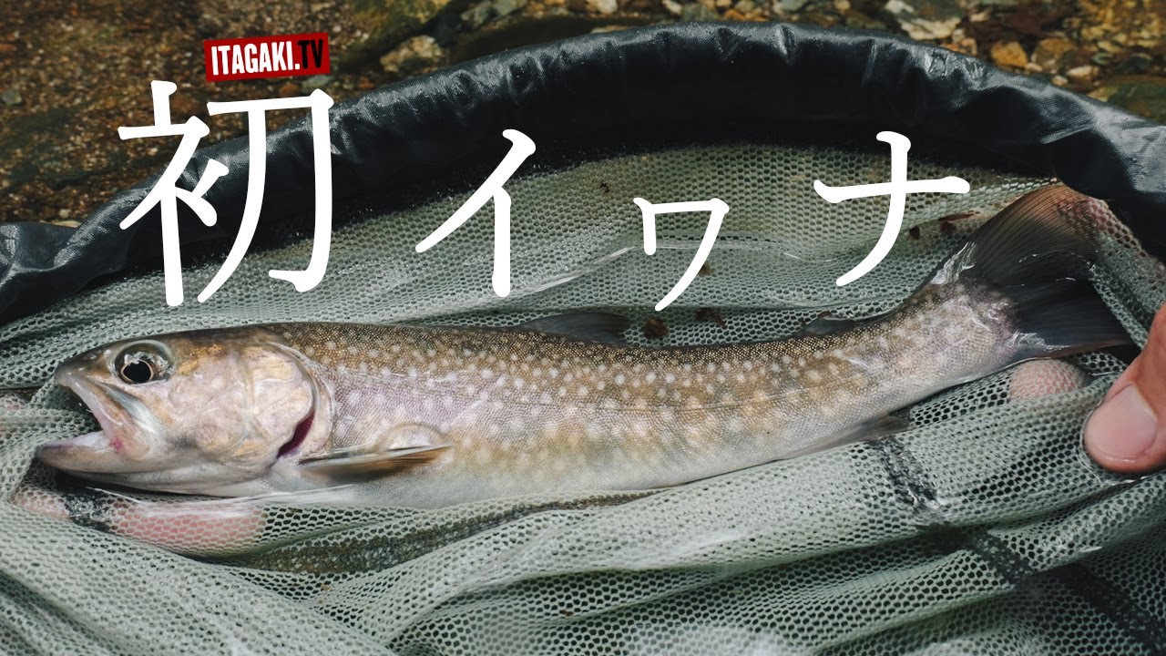 神奈川県の秘境｜渓流ルアーで釣る丹沢のイワナ