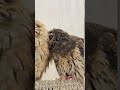 Owl Best Friends
