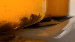 Kombucha Yeast Time-lapse