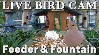 Live Bird Feeder & Fountain Cam | Florida