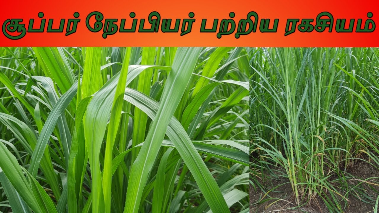 சூப்பர் நேப்பியர்~super Napier 