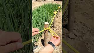 Simple Gardening Hack: Tying Support Rope for Growing Plants