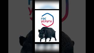 Разрешение на охоту через Госуслуги с телефона #открытиеохоты #охота2024 #охотанакабана🐗🐗🐗
