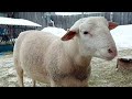 Белый Дорпер. Будущие Бараны - Производители!  /  White Dorper. Future Sheep Producers!