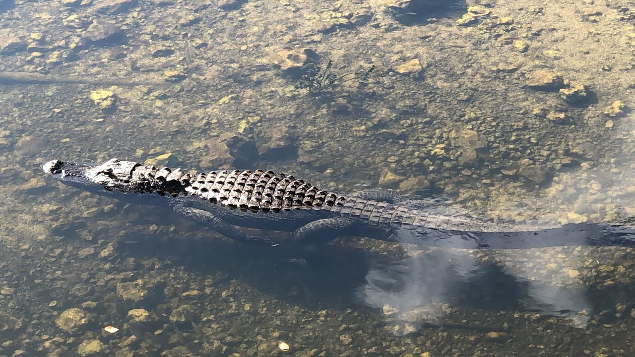 Gators from the boardwalk at Oasis Visitor center of the Big Cypress