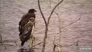 Mississippi River Flyway Cam, explore.org, 13 November 2022