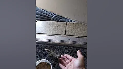 Hand feeding curly tailed lizard