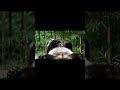 Lazy panda wakes up #panda #cute #wildlife